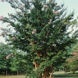 thumbnail for publication: Lagerstroemia x 'Apalachee' Apalachee Crape Myrtle